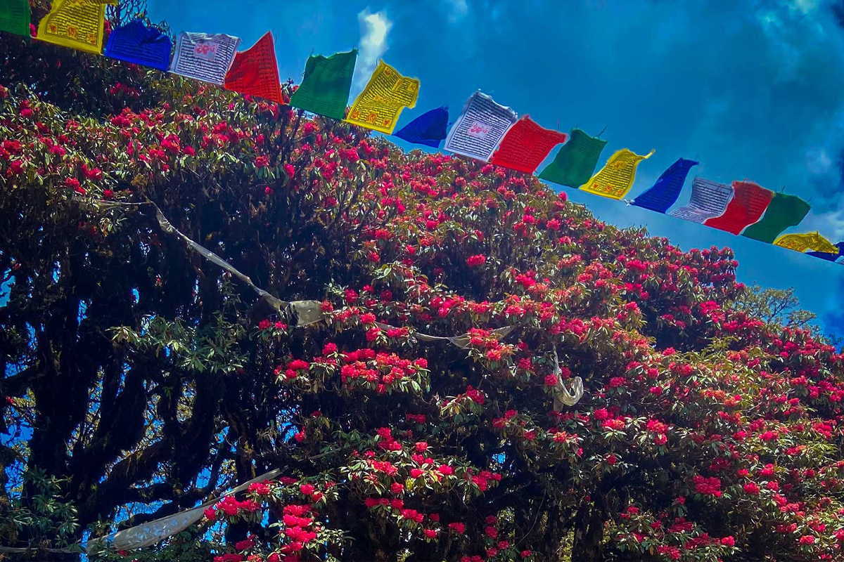 Beautiful Rhododendron during March in Bhutan